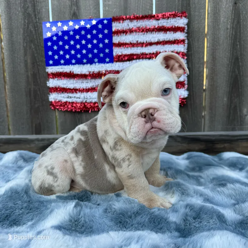 Male, Lilac Tri Merle – English Bulldog puppy for sale in Houston, TX