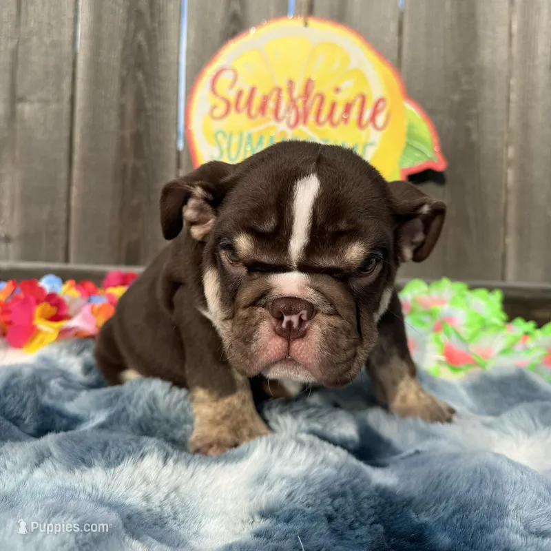 Male, Choco tri – English Bulldog puppy for sale in Houston, TX