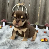 Female, Choco and Tan, a female English Bulldog for sale in Houston, TX – 4 of 6