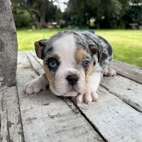 Male, Black Tri Merle , a male English Bulldog for sale in Houston, TX – 3 of 6