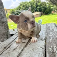 Male, Lilac and White, a male French Bulldog for sale in Houston, TX – 4 of 6