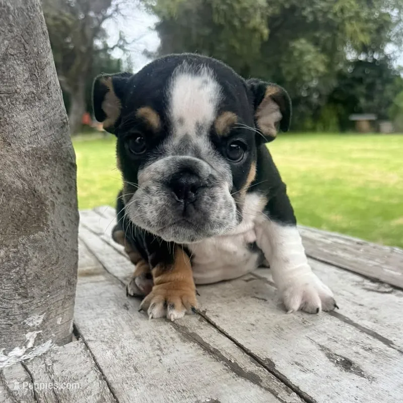 Male, Black Tri – English Bulldog puppy for sale in Houston, TX