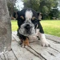 Male, Black Tri, a male English Bulldog for sale in Houston, TX – 1 of 7