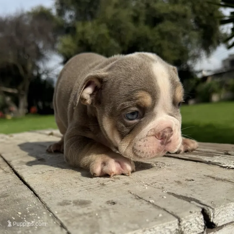 Female, Lilac Tri  – English Bulldog puppy for sale in Houston, TX