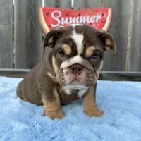 Female, Choco Tri, a female English Bulldog for sale in Houston, TX – 5 of 10