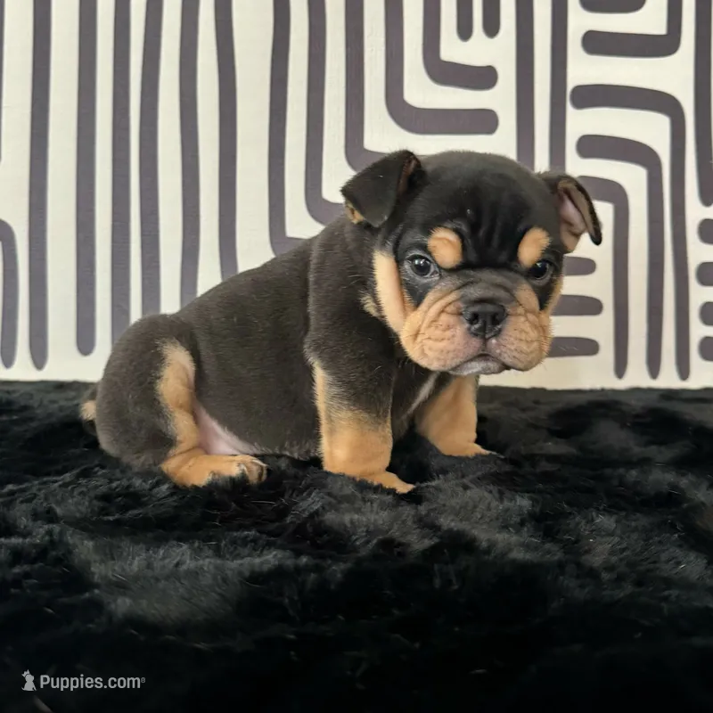 Male, Black Tri – English Bulldog puppy for sale in Houston, TX