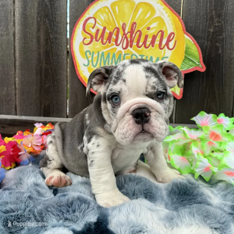Female, Blue Tri Merle – English Bulldog puppy for sale in Houston, TX