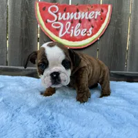 Male, Brindle, a male English Bulldog for sale in Houston, TX – 9 of 9
