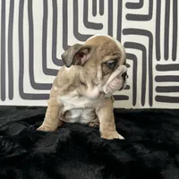 Male, Brindle, a male English Bulldog for sale in Houston, TX – 6 of 9
