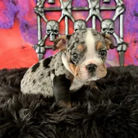 Female, Black Tri Merle, a female English Bulldog for sale in Houston, TX – 5 of 6