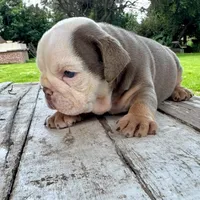 Male, Lilac Tri, a male English Bulldog for sale in Houston, TX – 10 of 10