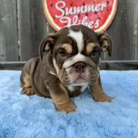 Female, Choco Tri, a female English Bulldog for sale in Houston, TX – 1 of 10