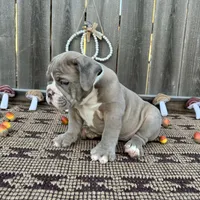 Female, Lilac Tri, a female English Bulldog for sale in Houston, TX – 3 of 6