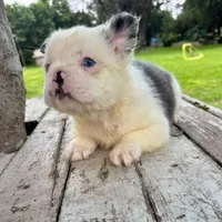Female, Fluffy blue and white , a female French Bulldog for sale in Houston, TX – 2 of 5