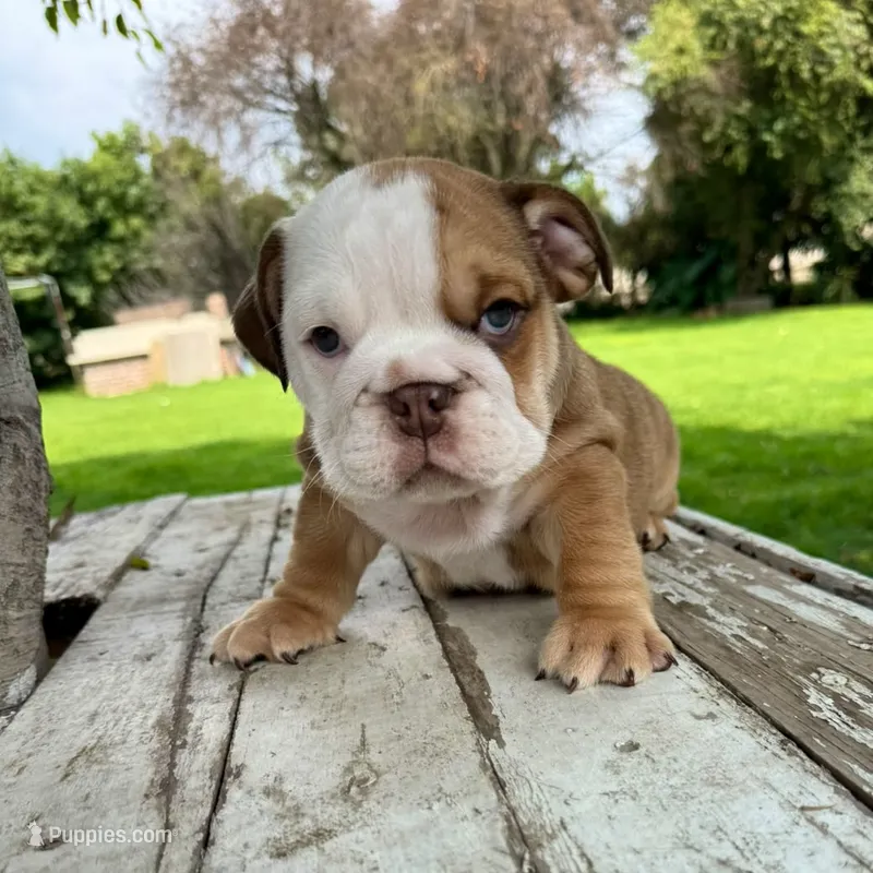 Male, Fawn and White – English Bulldog puppy for sale in Houston, TX