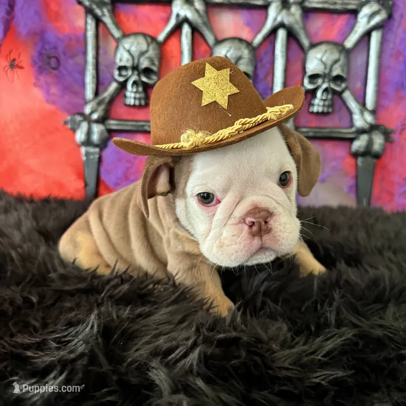 Male, Choco Tri Merle – English Bulldog puppy for sale in Houston, TX