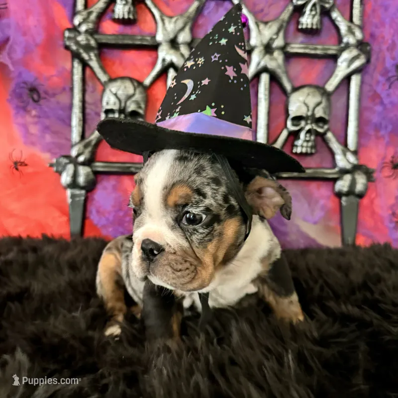 Female, Black Tri Merle  – English Bulldog puppy for sale in Houston, TX