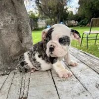 Male, Black Tri Merle, a male English Bulldog for sale in Houston, TX – 2 of 8