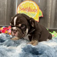 Male, Choco Tri, a male English Bulldog for sale in Houston, TX – 8 of 9