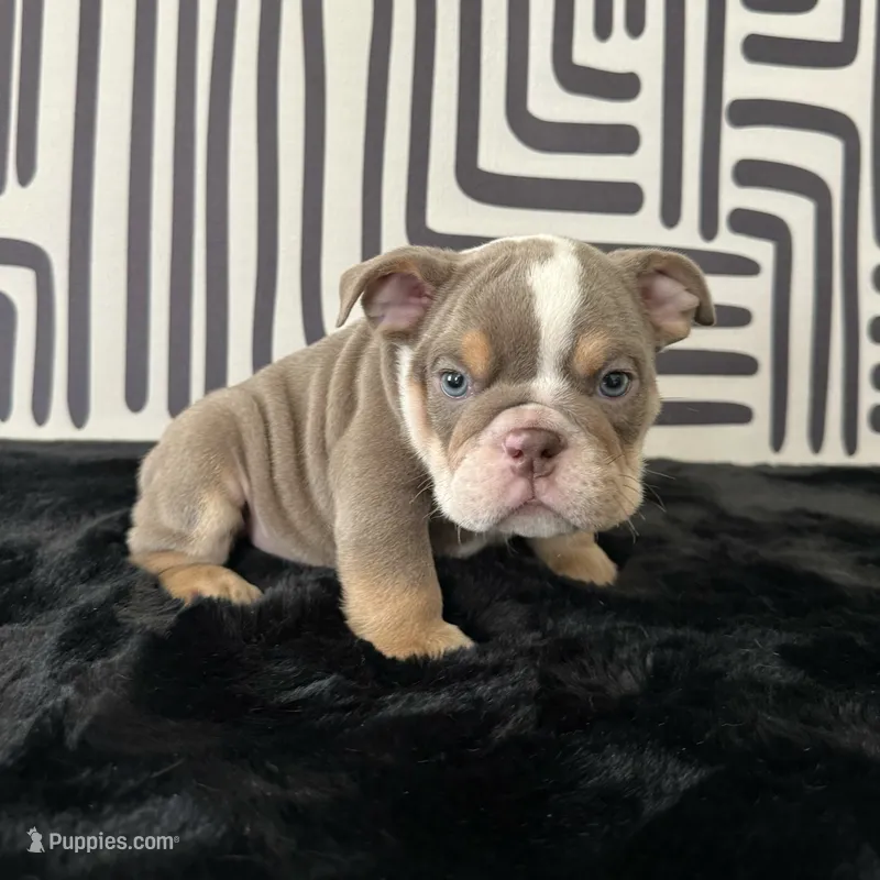 Male, Lilac Tri – English Bulldog puppy for sale in Houston, TX