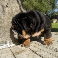 Male, Black Tri , a male English Bulldog for sale in Houston, TX – 6 of 9