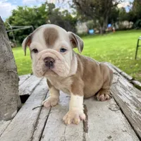 Male, Merle, a male English Bulldog for sale in Houston, TX – 1 of 8