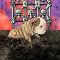 Male, Choco Tri, a male English Bulldog for sale in Houston, TX – 8 of 8