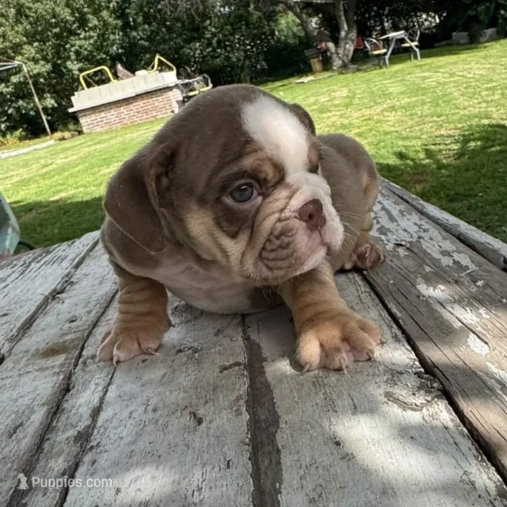Male, Choco Tri – English Bulldog puppy for sale in Houston, TX