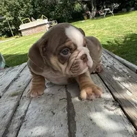 Male, Choco Tri, a male English Bulldog for sale in Houston, TX – 1 of 6