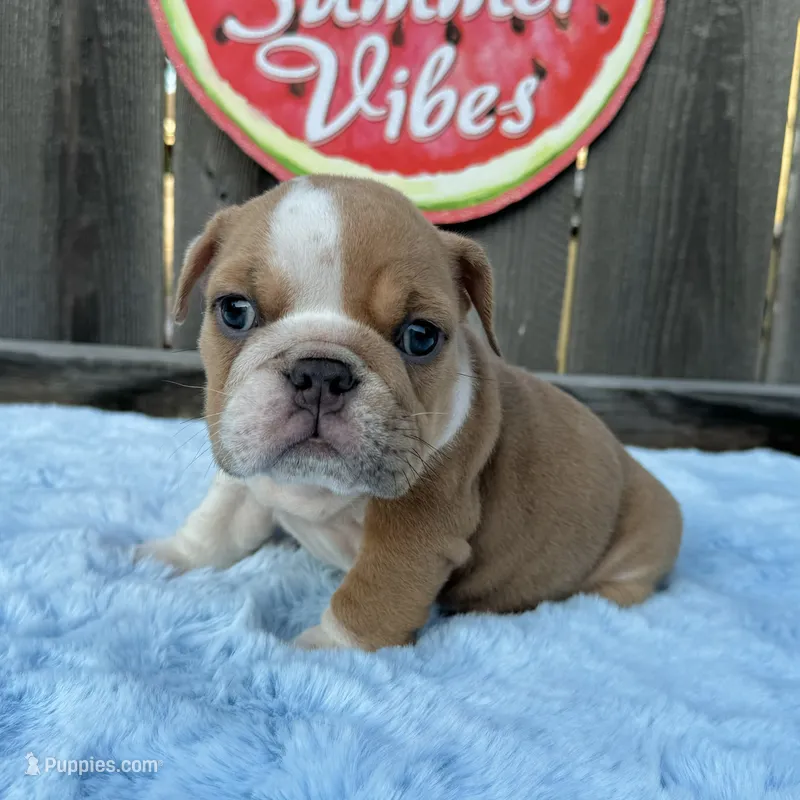 Male, Fawn and White – English Bulldog puppy for sale in Houston, TX