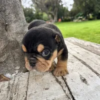 Male, Black Tri, a male English Bulldog for sale in Houston, TX – 6 of 7
