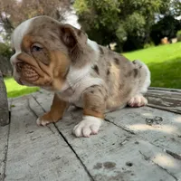 Female, Lilac Tri Merle, a female English Bulldog for sale in Houston, TX – 2 of 7