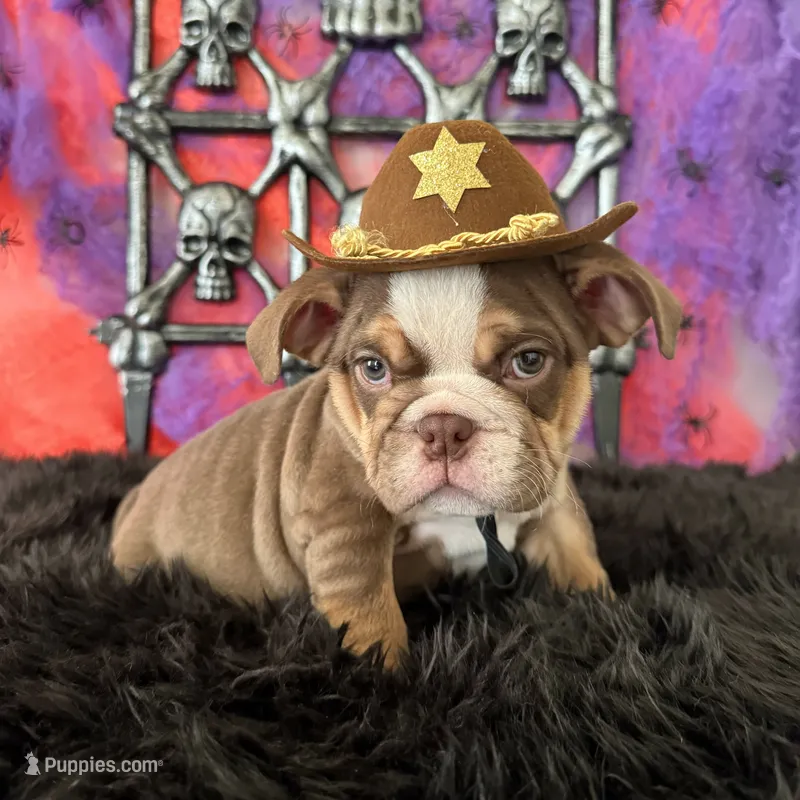 Male, Choco Tri – English Bulldog puppy for sale in Houston, TX