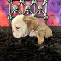 Male, Choco Tri, a male English Bulldog for sale in Houston, TX – 7 of 8