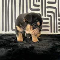 Male, Black Tri, a male English Bulldog for sale in Houston, TX – 6 of 8