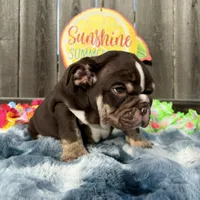 Male, Choco Tri, a male English Bulldog for sale in Houston, TX – 7 of 8