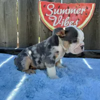 Male, Blue Tri Merle, a male English Bulldog for sale in Houston, TX – 3 of 5