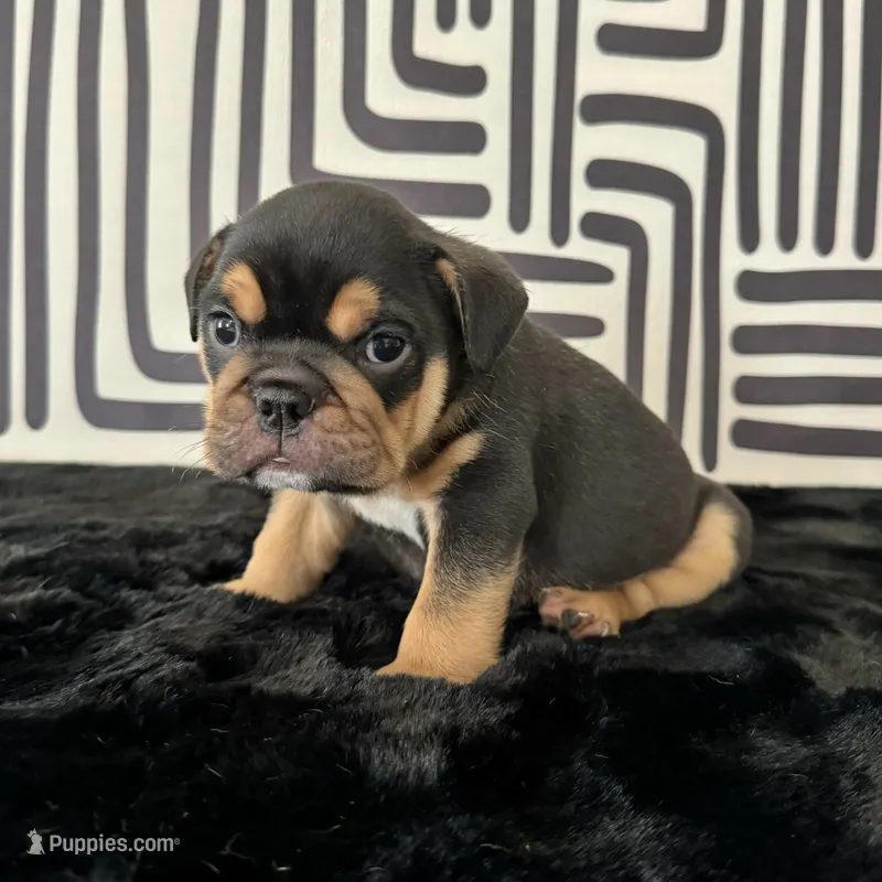Male, Black Tri – English Bulldog puppy for sale in Houston, TX