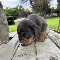 Male, Blue and Tannn, a male English Bulldog for sale in Houston, TX – 5 of 7