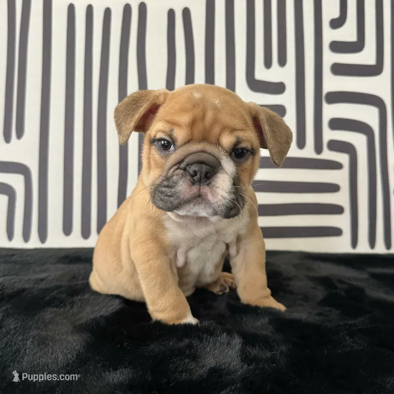 Male, Fawn and White – English Bulldog puppy for sale in Houston, TX
