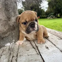 Male, Fawn and White, a male English Bulldog for sale in Houston, TX – 7 of 8