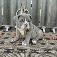 Female, lilac Tri, a female English Bulldog for sale in Houston, TX – 5 of 7