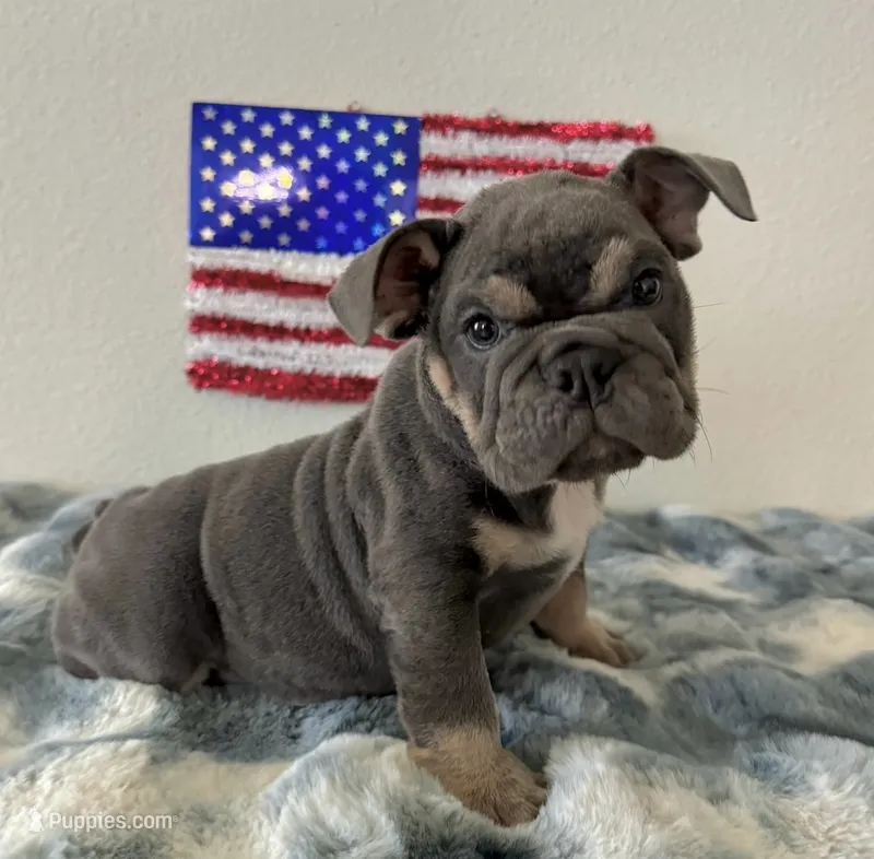 Male, blue and tan – English Bulldog puppy for sale in Houston, TX