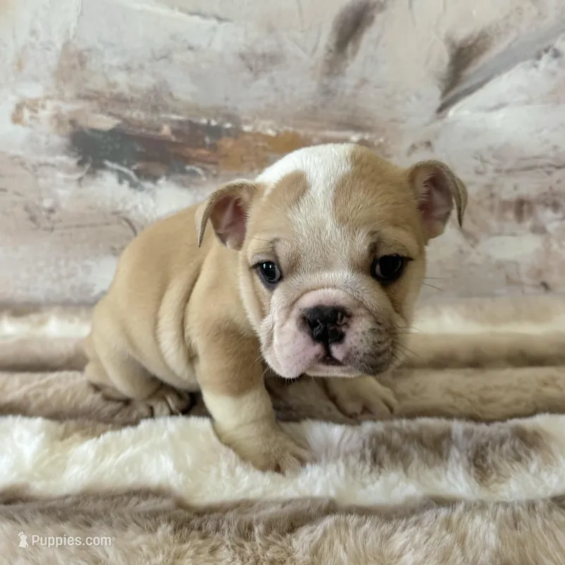 Female, Cream and White – English Bulldog puppy for sale in Houston, TX