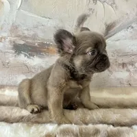 Male, Fluffy Lilac and Tan, a male French Bulldog for sale in Houston, TX – Photo 5 of 6