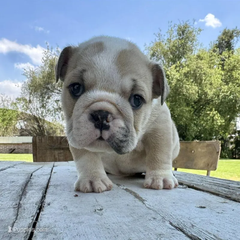 Female, Cream and White – English Bulldog puppy for sale in Houston, TX