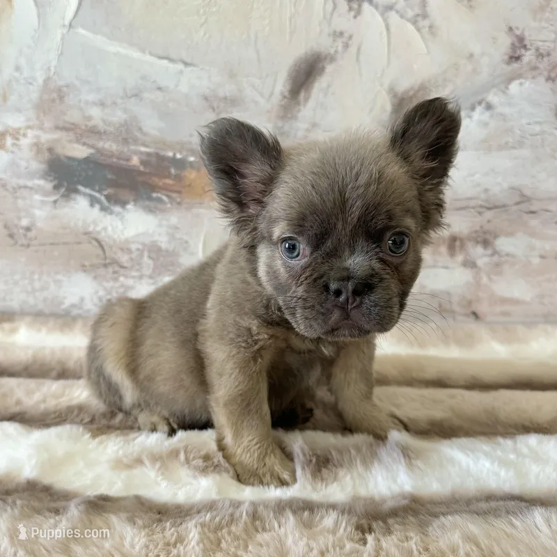 Male, Fluffy Lilac and Tan – French Bulldog puppy for sale in Houston, TX