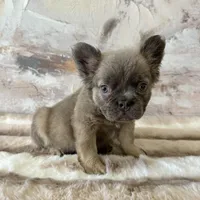 Male, Fluffy Lilac and Tan, a male French Bulldog for sale in Houston, TX – Photo 1 of 6
