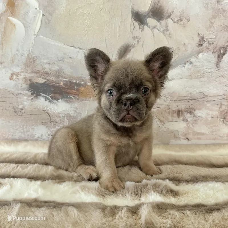 Male, Fluffy Lilac and Tan – French Bulldog puppy for sale in Houston, TX
