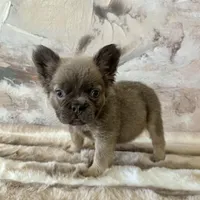 Male, Fluffy Lilac and Tan, a male French Bulldog for sale in Houston, TX – Photo 3 of 6